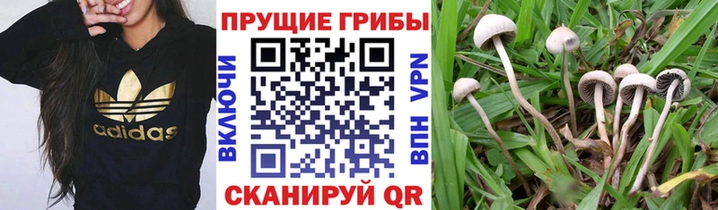 где можно купить наркотик Уварово Псилоцибиновые грибы Cubensis
